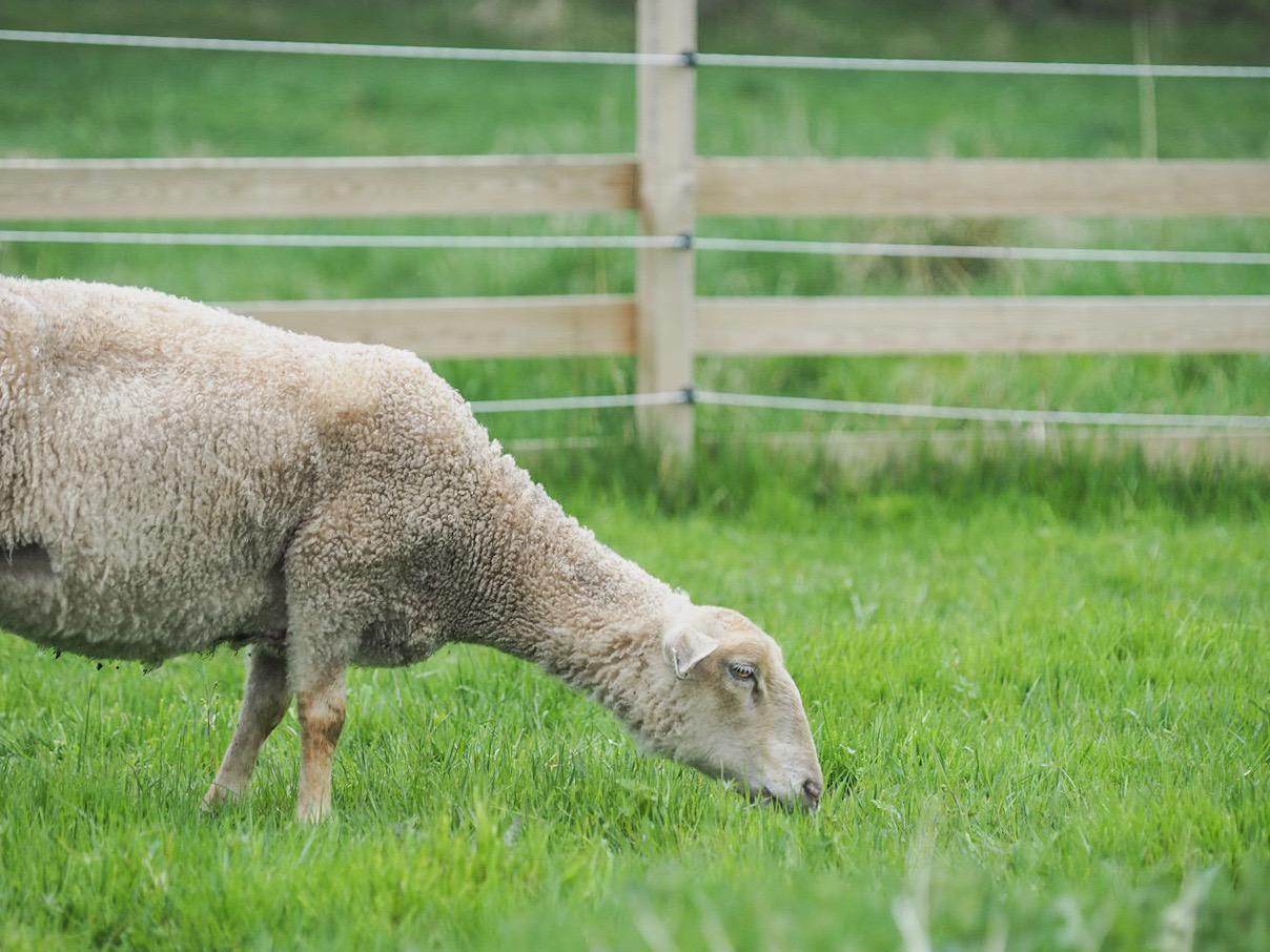 Lammas
