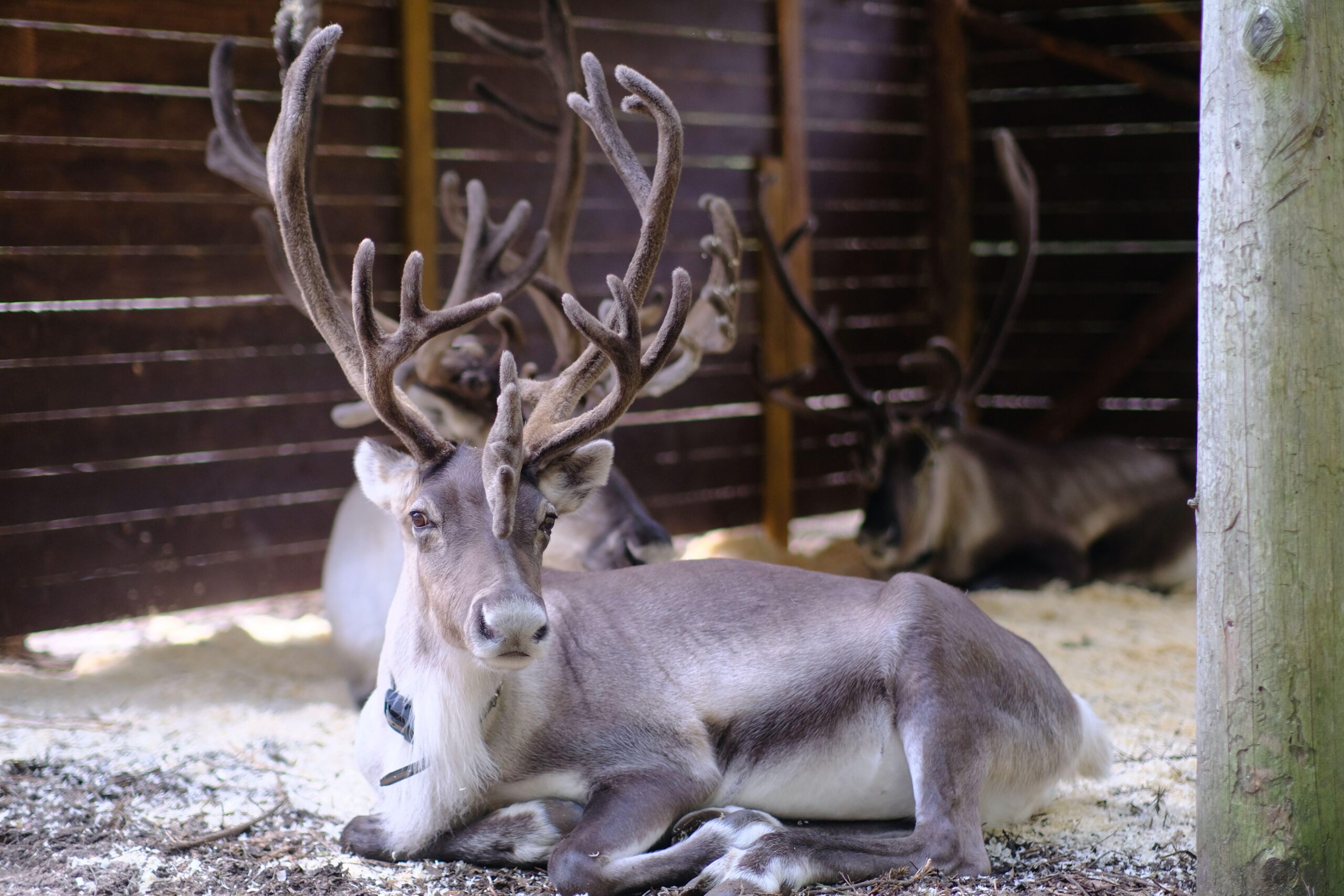 Nuuksio Reindeer Park