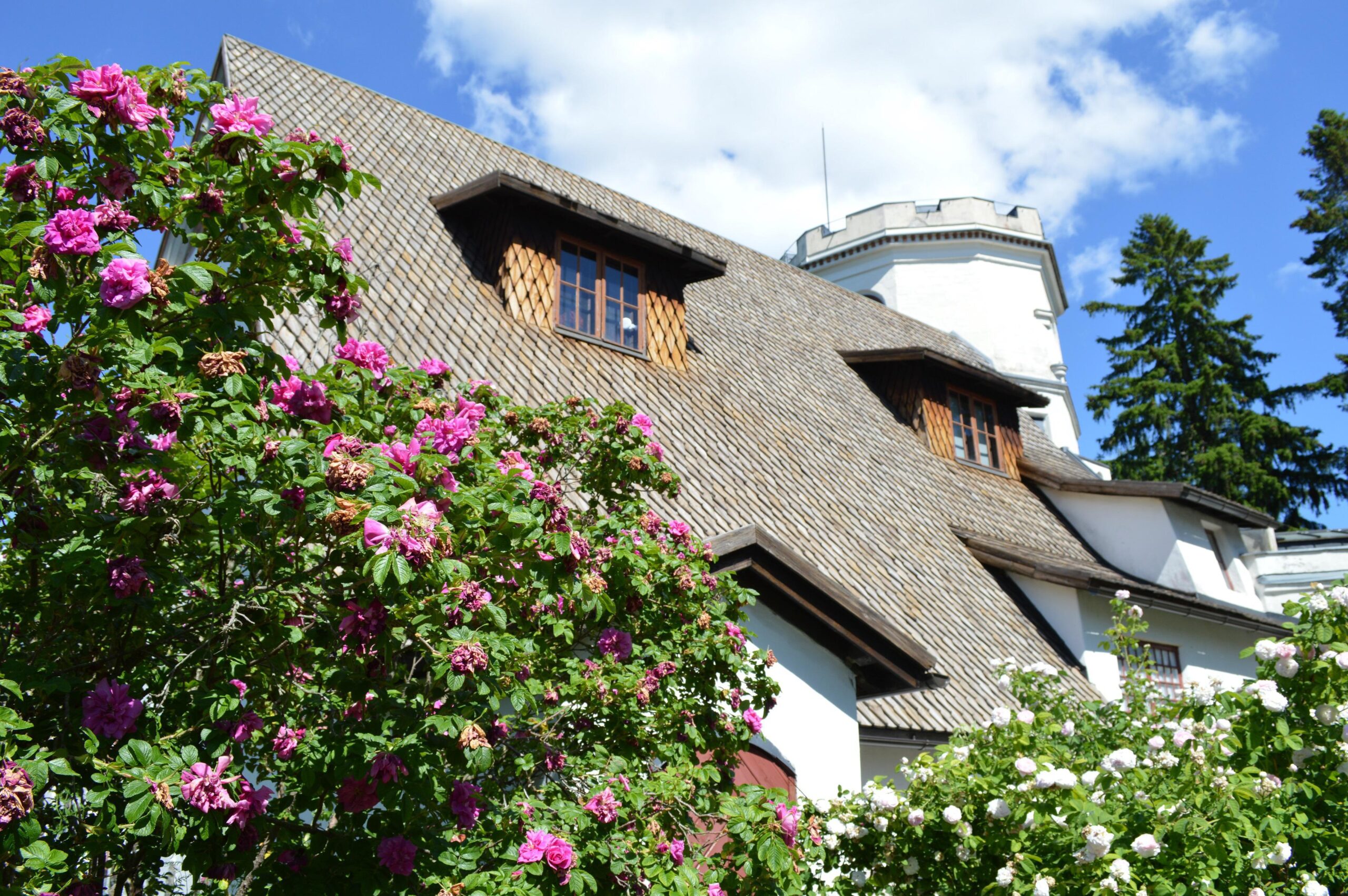 Tarvaspään ateljeehuvila. Kuvassa paanukatto, sakaraharjainen torni ja tarhakurtturuusuja.