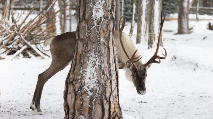 Kuvassa näkyy suomalainen metsäpeura puun takana. Maassa on lunta.