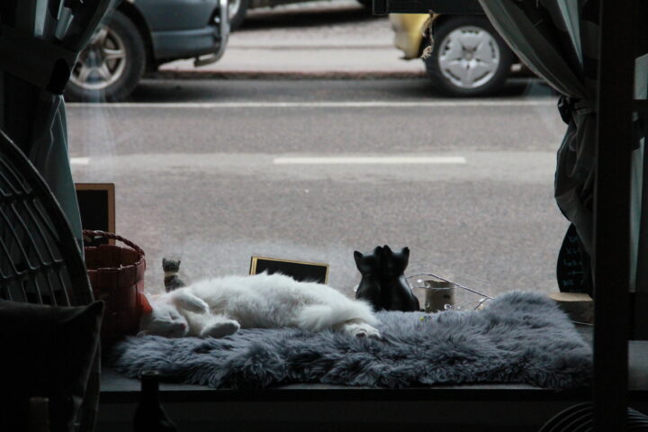 Kissa loikoilee ikkunan edessä Kissakahvila Helkatissa