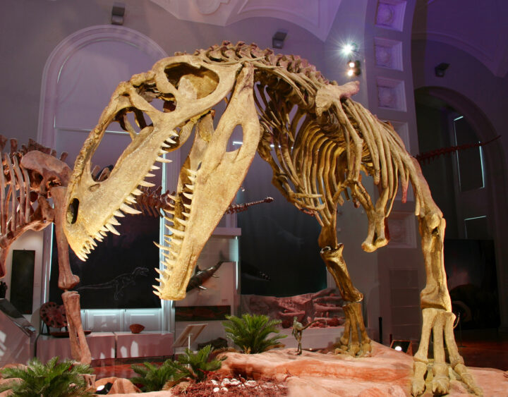 Luonnontieteellisen museon giganitosaurus