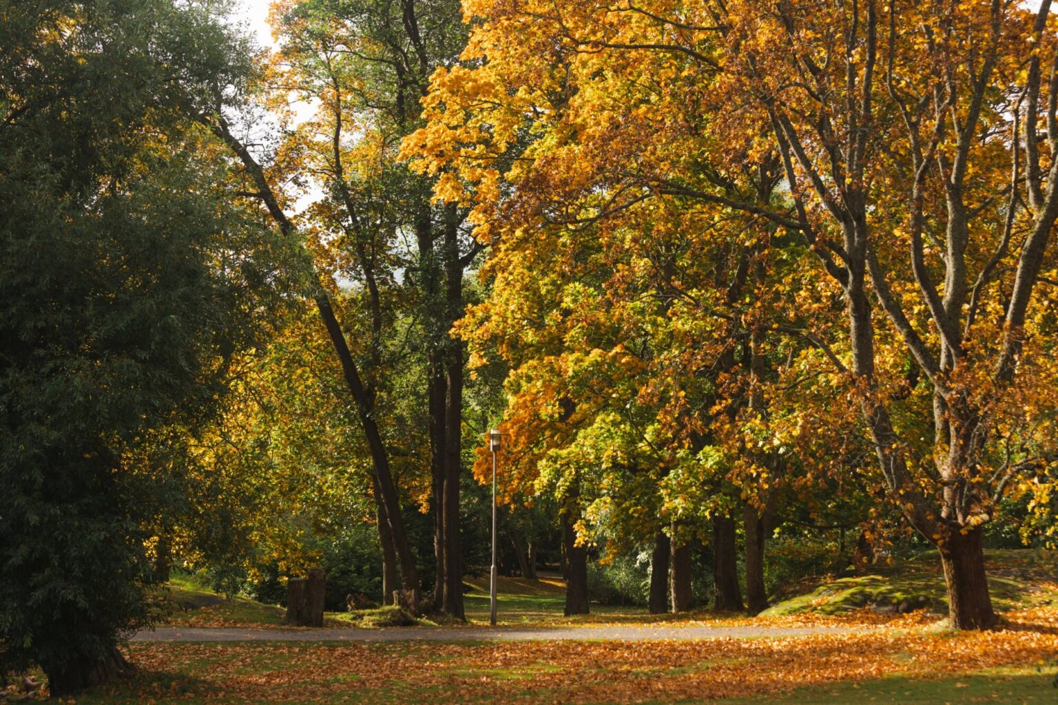 Fall foliage in Helsinki (1)