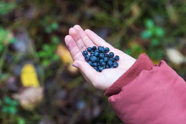 Girl holding blueberries in her hand