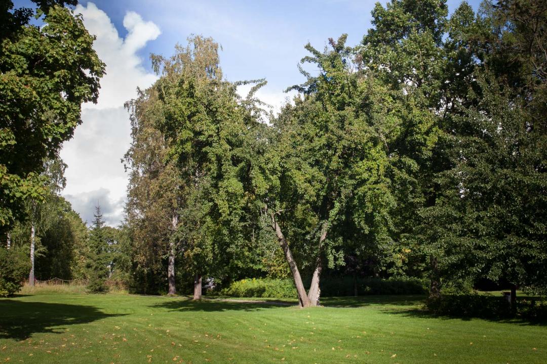 a group of trees in a park