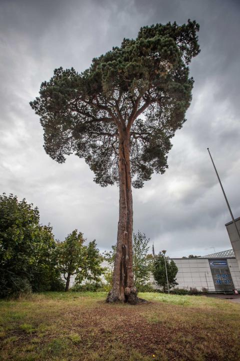 a tree with a large trunk