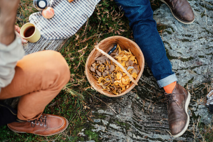 People enjoying a mushroom foraging picnic with a basket of chanterelles