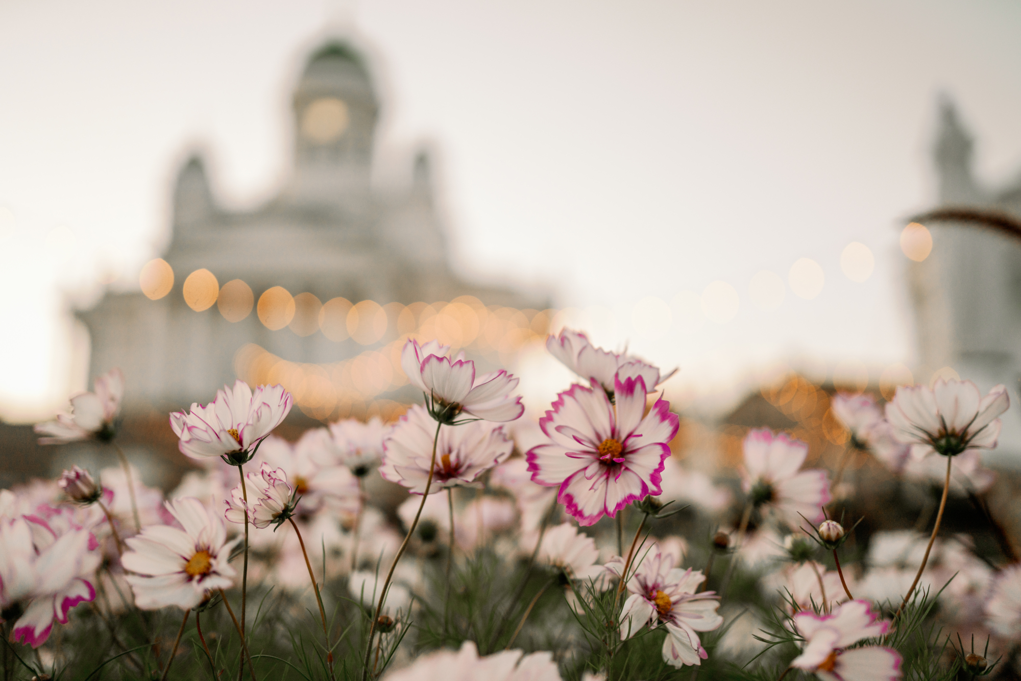 Pink and white cosmos flowers in bloom with a blurred cityscape and lights in the background.