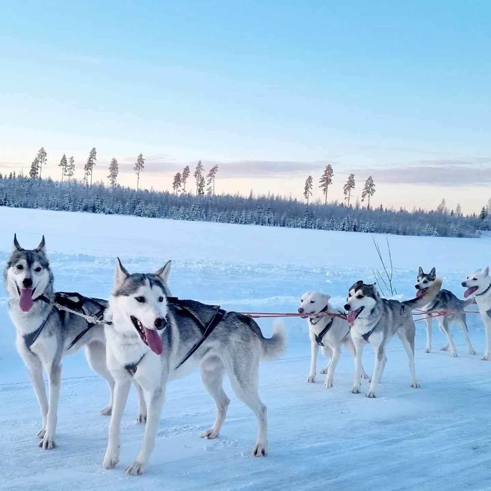 Huskies are happily smiling when pulling sled.