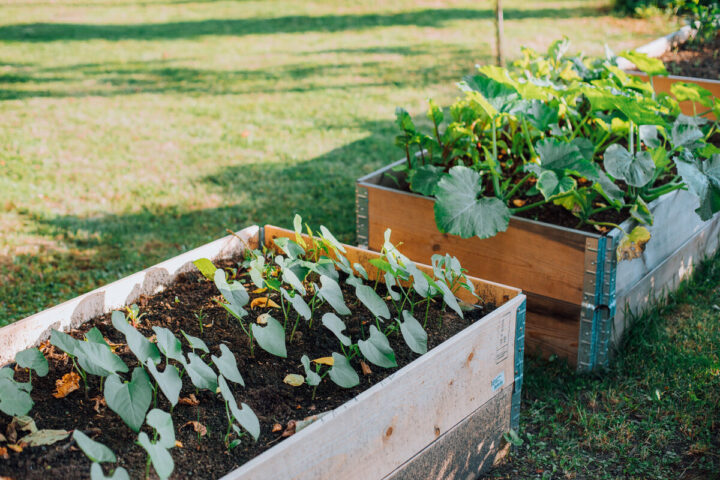 a planters in a garden at Kumpula allotment garden