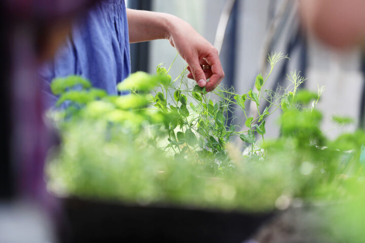a person holding a plant