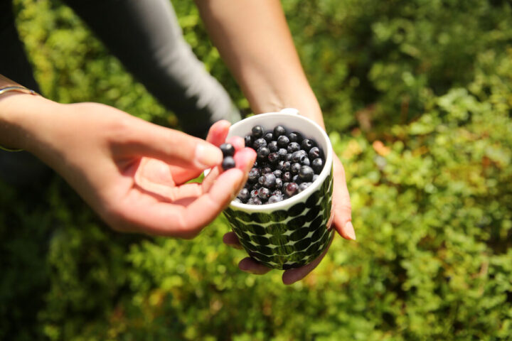 a person holding a cup of blueberries
