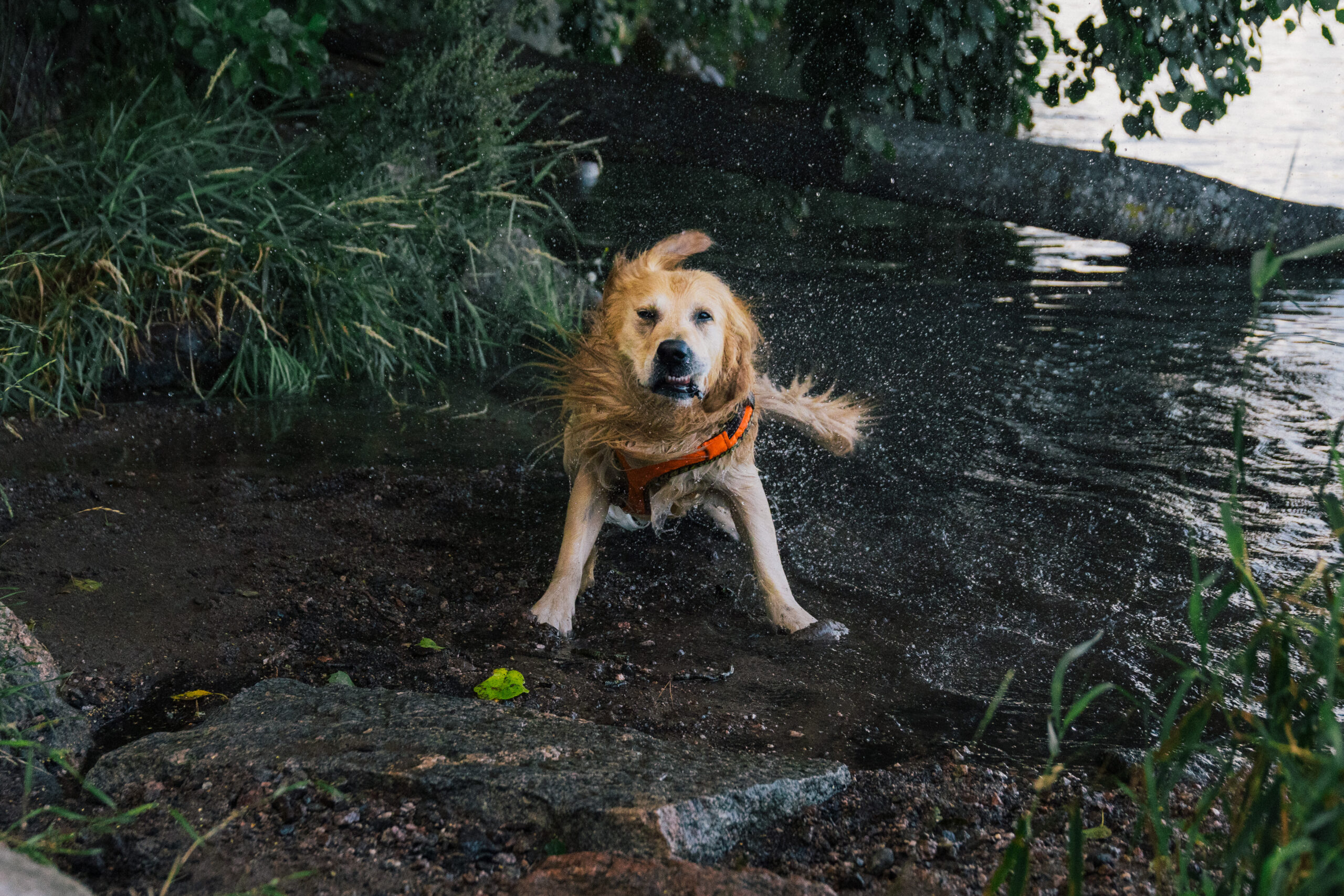 a dog shaking off water at Rajasaari aka 'dog island'