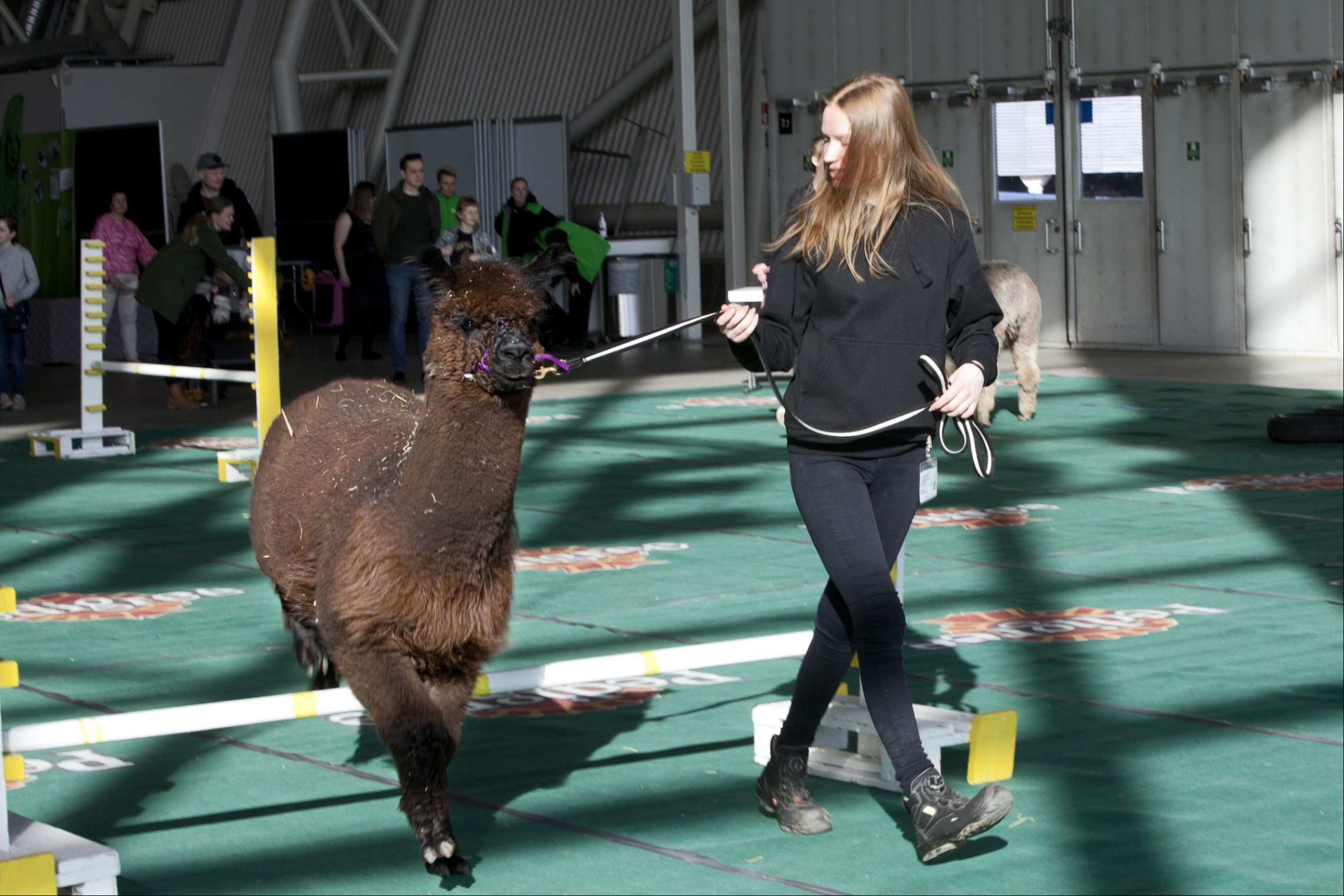 Tyttö taluttaa alpakkaa