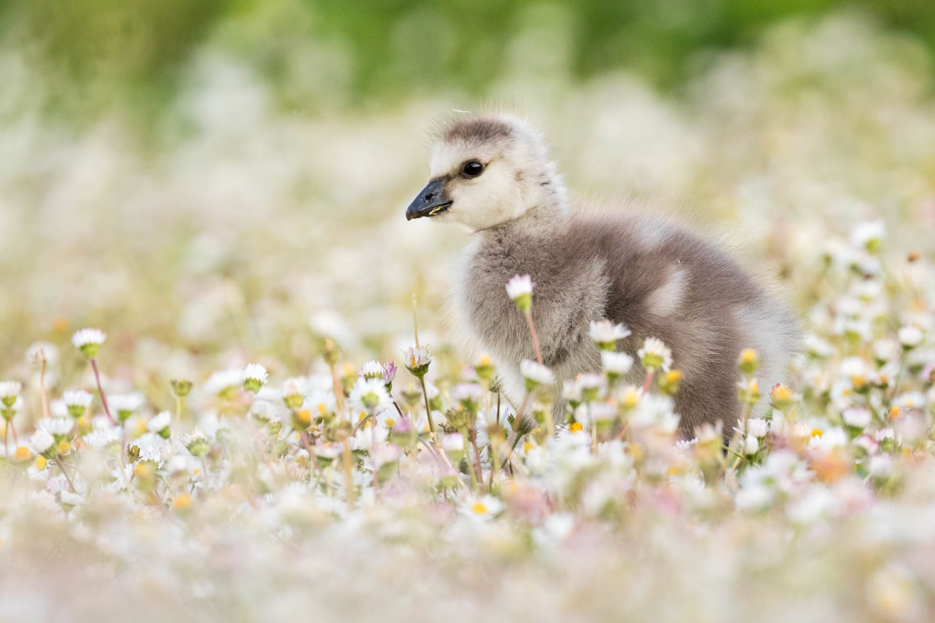 Baby Barnacle geese are the cutest birds in Suomenlinna