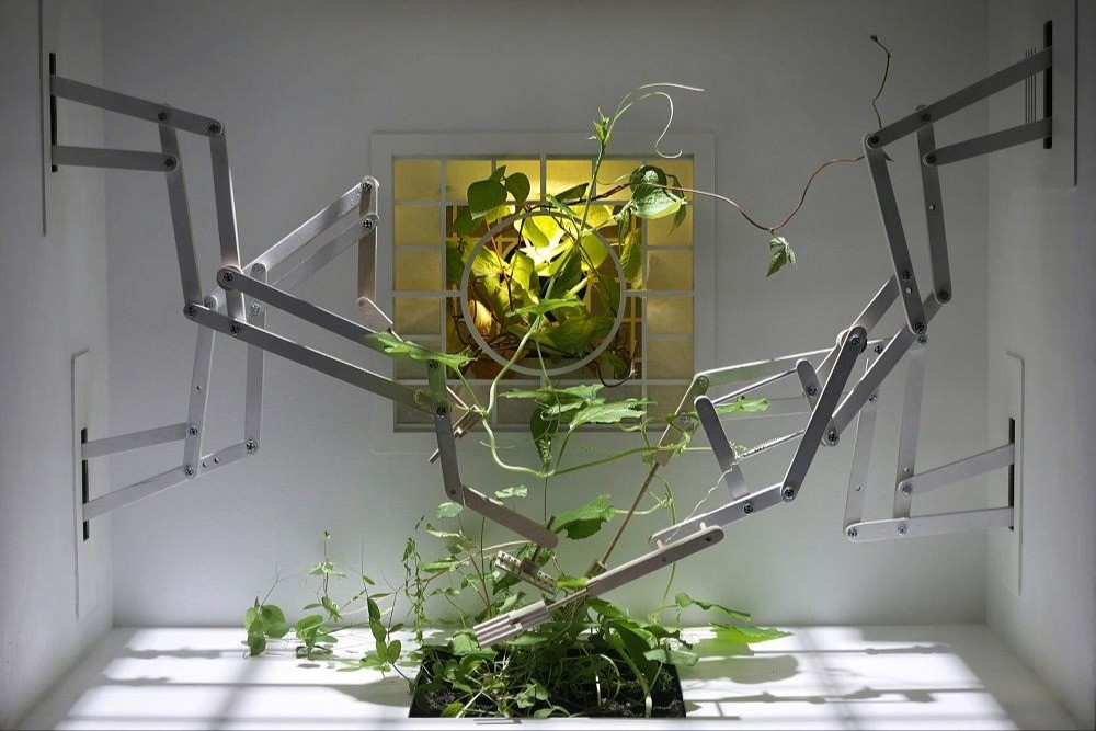 BOTANICAL MECHANICAL PARTICLE