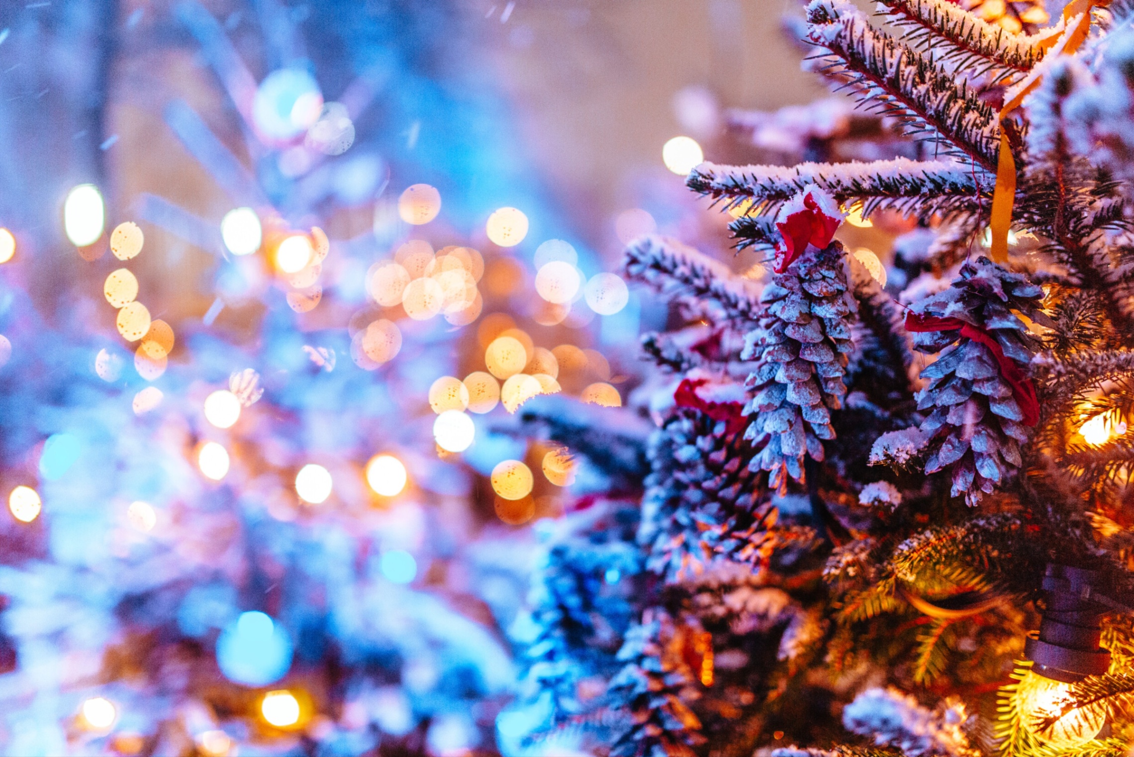 Joulukuusen havuja ja valoja