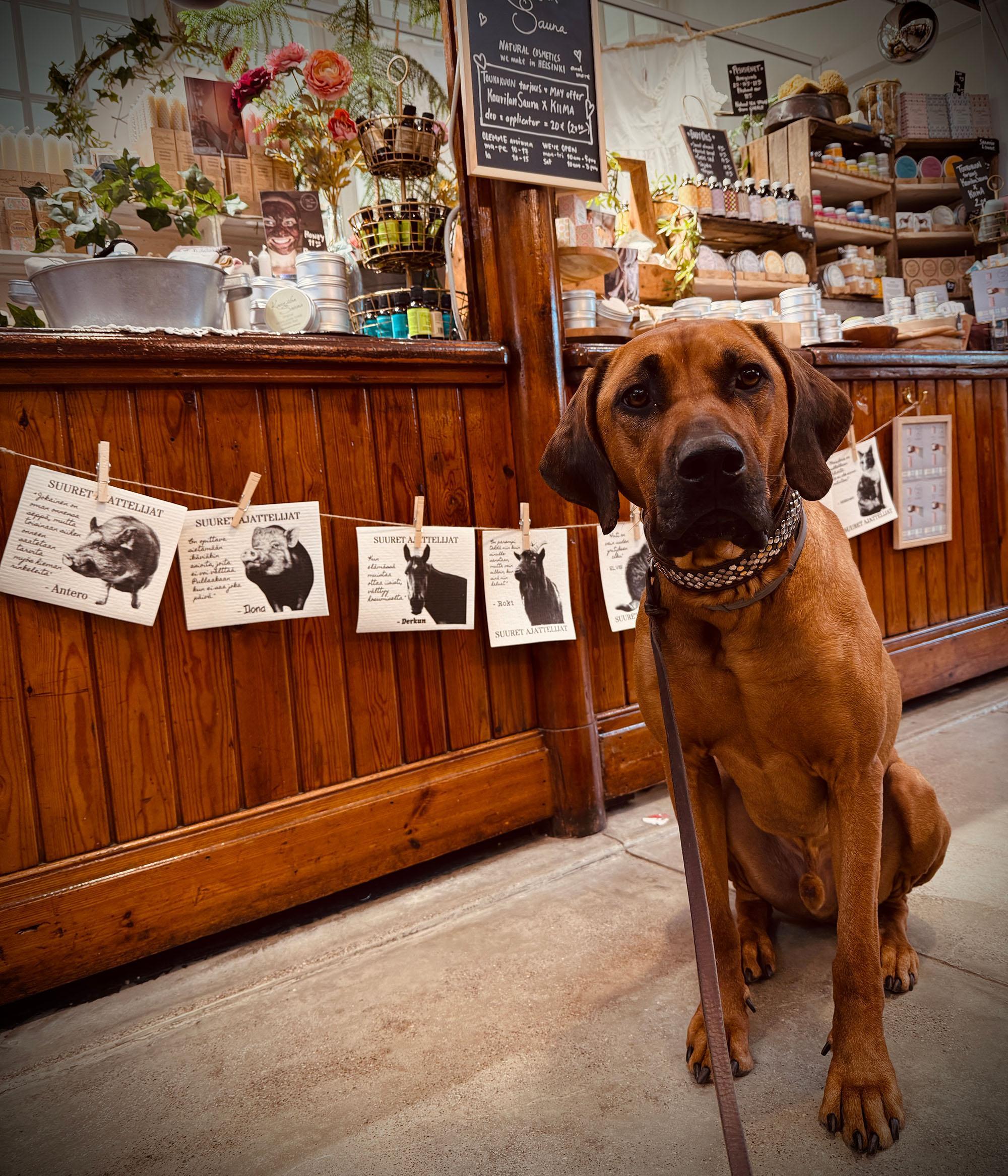 Rhodesiankoira Olavi, Kaurilan saunan virkistystoiminnan johtaja istuu Hakaniemen myymälätiskin edessä katsoen kameraan