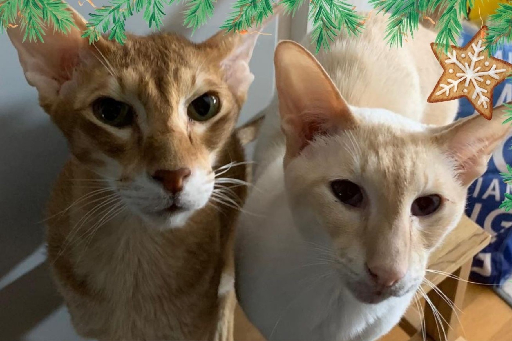 kaksi itämaista kissaa katsoo kameraan uteliaana.