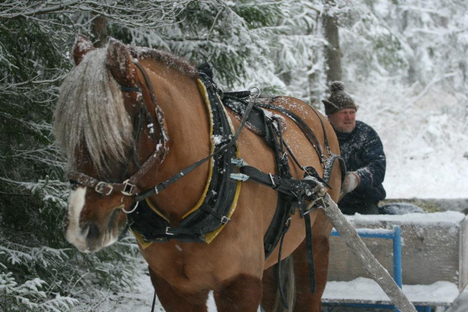 Hevonen vetää rekeä