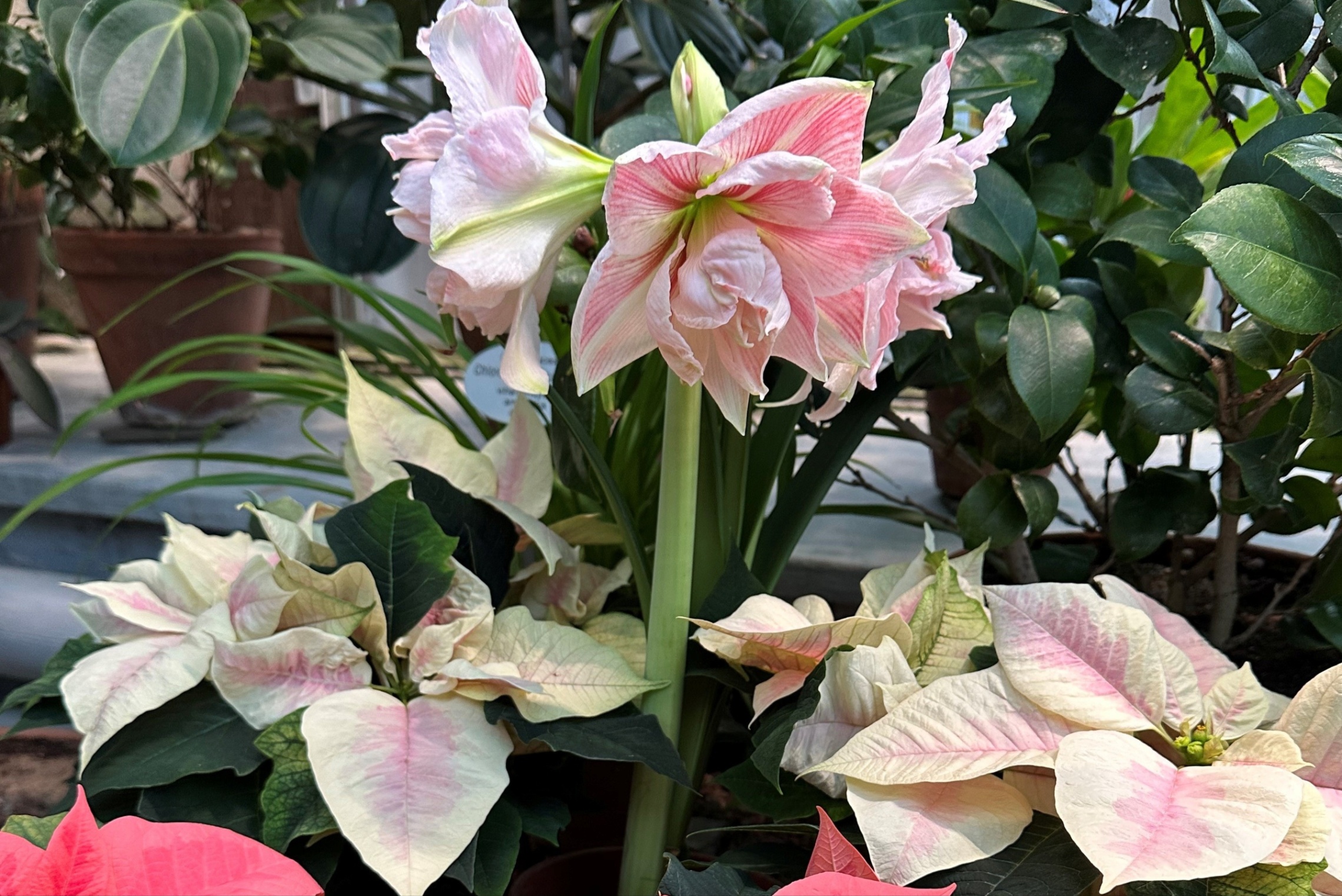 Villimarjat -kuoron Joulukonsertti Talvipuutarhassa sunnuntaina 14.12. 2025 kello 14:00-15:00. Vapaa pääsy!