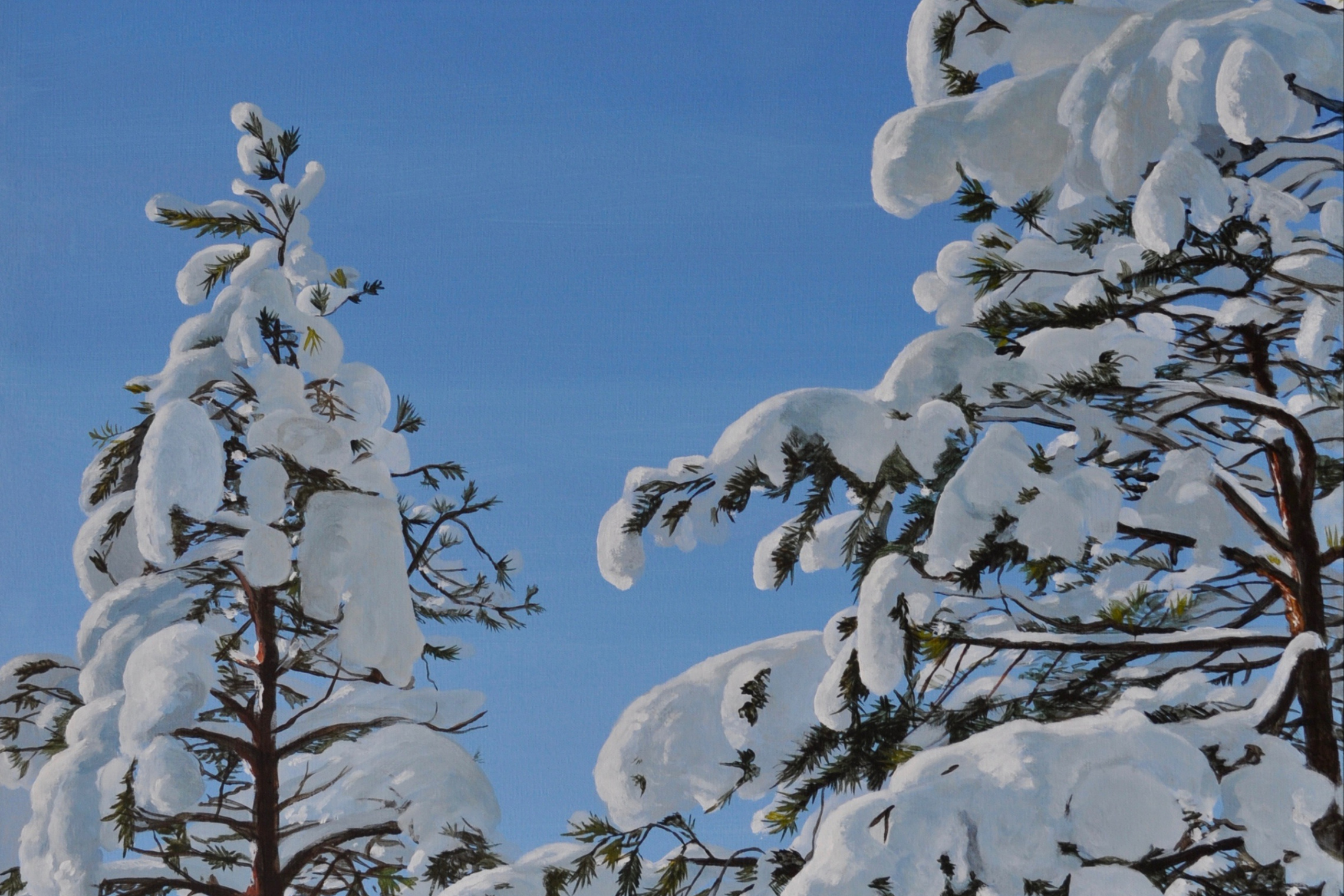 Snowy pine tree