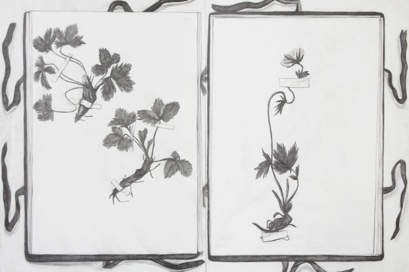 Mustavalkoinen piirustus kasviosta. Kasvion sivuille on teipattu kasveja.