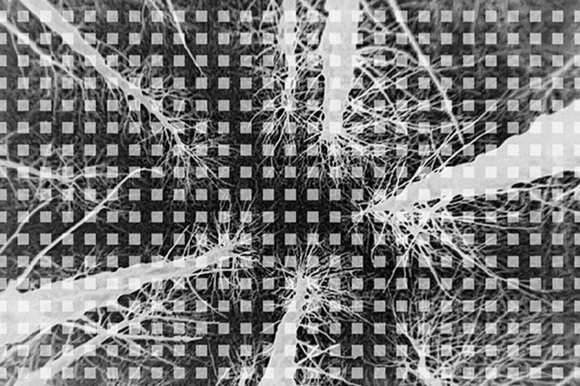 Mustavalkoinen kuva. Ruudukkomainen tekstuuri kuvan päällä. Kuva puista maantasalta latvoja kohti.