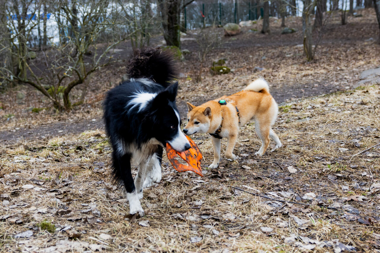 Dogs of Helsinki (5)