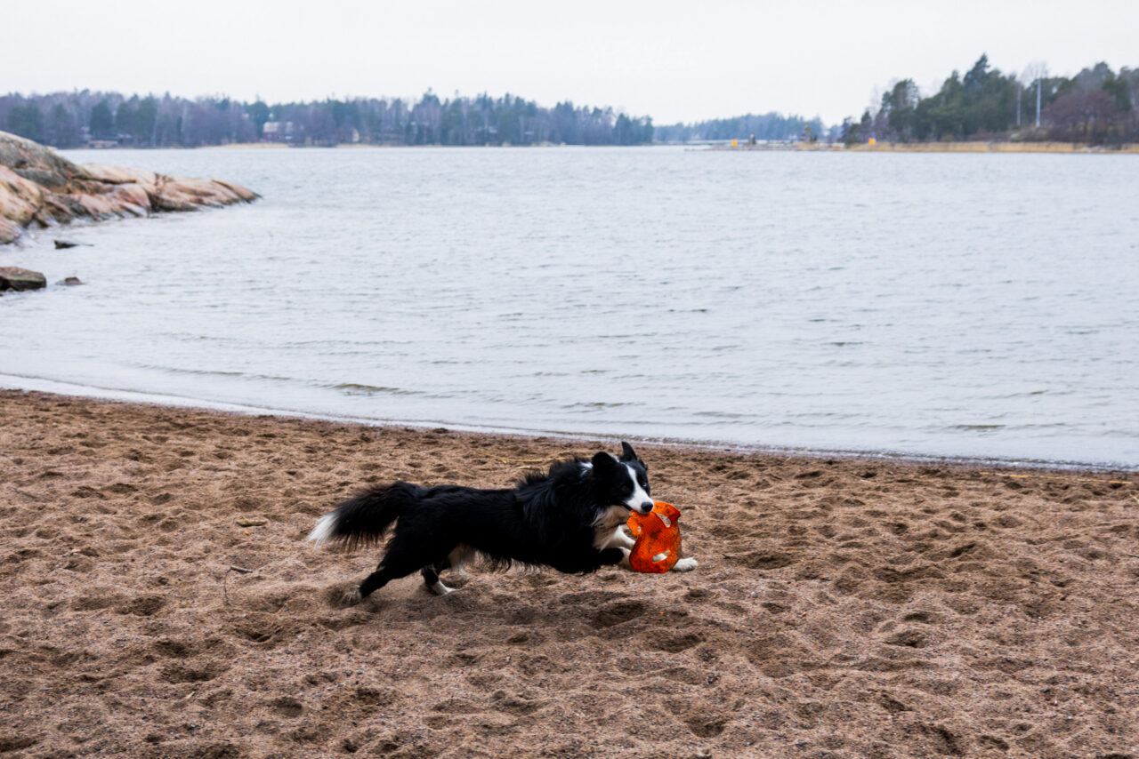 Dogs of Helsinki (6)