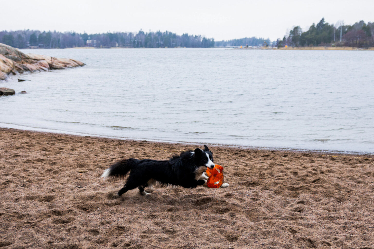 Black and white Border Collie dog runs on sandy beach with orange toy