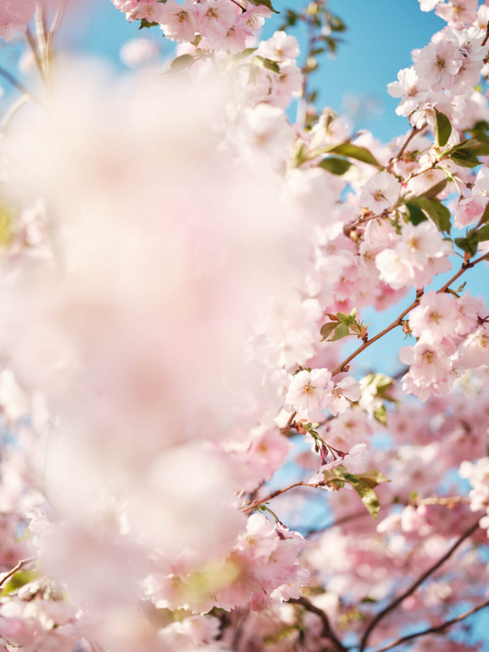 Roihuvuori cherry tree park